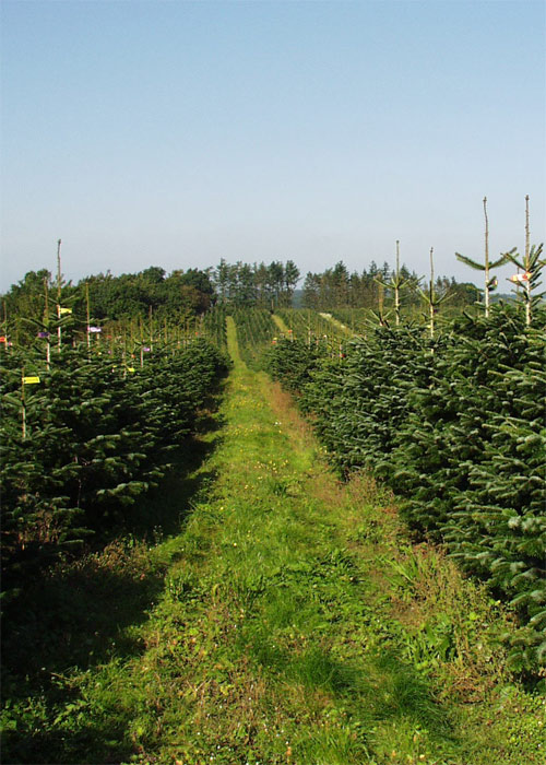 hjoernegaard-1
